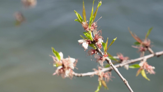 旅游湖水湖边植物游客游览视频