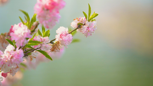 春天江边盛开的桃花视频