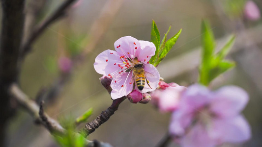 4K实拍春天花朵唯美桃花蜜蜂采花视频