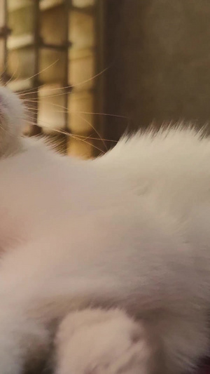 加菲猫近距离特写毛茸茸27秒视频