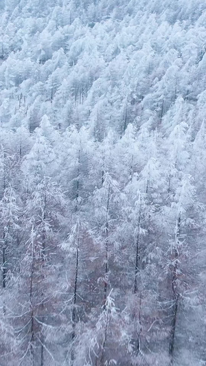 航拍唯美雪景松树白雪弥漫银装素裹雪山森林惟余莽莽37秒视频