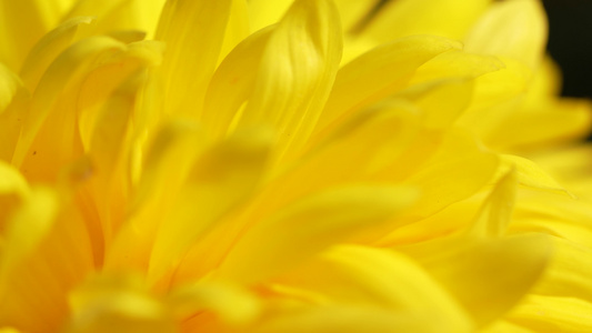 菊花特写花朵花园花海花园花圃视频