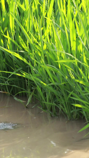 实拍种水稻插秧苗拔秧苗52秒视频