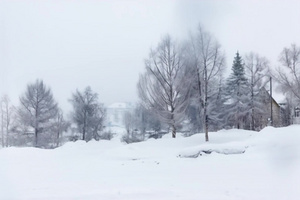 【合集】深冬雪松腊梅下雪背景视频9秒视频