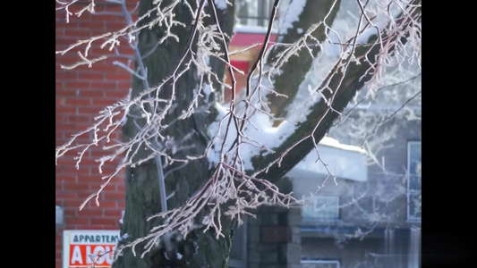 【合集】冬天挂雪树枝背景视频视频