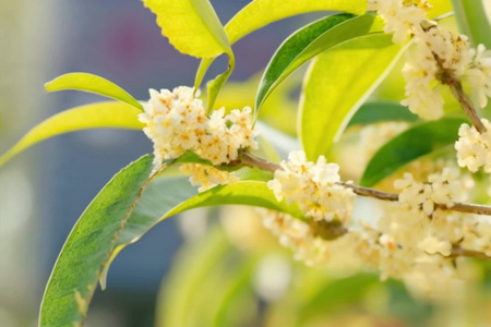 【合集】秋天唯美桂花特写空镜视频