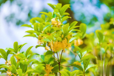 【合集】桂花自然空镜视频