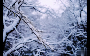 【合集】冬天大雪小雪枯树枝背景视频9秒视频