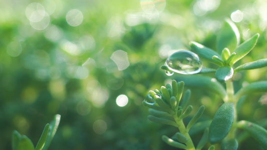 雨水天叶子上的水珠视频