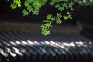 【合集】屋檐绿色枫叶9秒视频