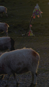 夕阳在牧羊农场的绿地上放牧草纪录片视频