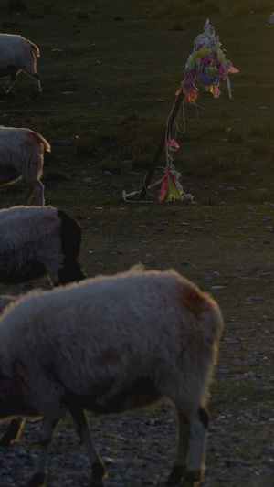 夕阳在牧羊农场的绿地上放牧草纪录片36秒视频