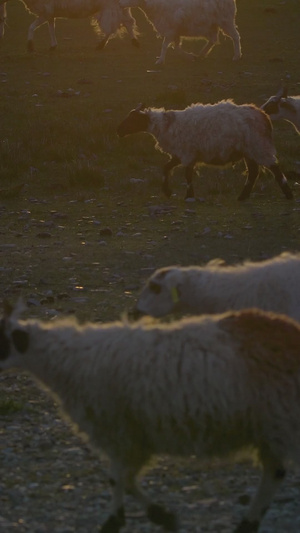 夕阳在牧羊农场的绿地上放牧草纪录片36秒视频