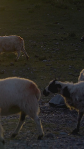 夕阳在牧羊农场的绿地上放牧草纪录片视频