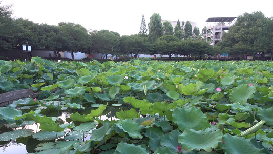 湖南西湖公园荷塘风光视频