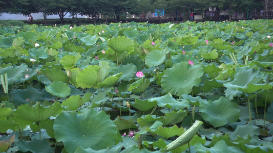 湖南西湖公园荷塘风光视频