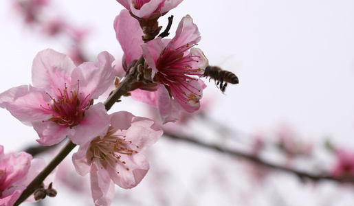 蜜蜂在桃花间采蜜视频