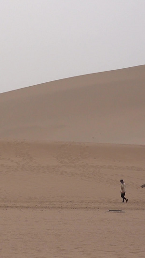 甘肃敦煌沙漠中的骆驼5A景点57秒视频