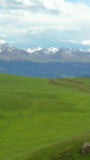 航拍5A景区喀拉峻夏季绿色草原与天山山脉雪山风光视频旅游景区45秒视频