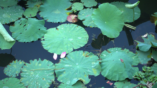 衡阳西湖公园荷塘白莲花视频