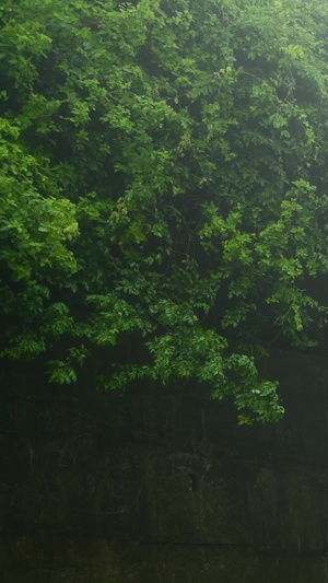 下雨天的林间小道梅雨季76秒视频