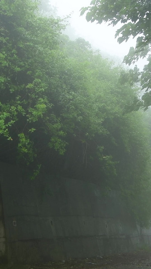 下雨天的林间小道梅雨季76秒视频