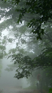 下雨天的林间小道梅雨季视频