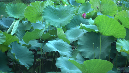 衡阳西湖公园荷塘白莲花视频