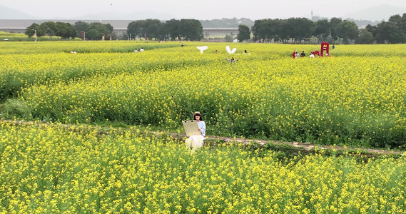 油菜花花海中的少女视频