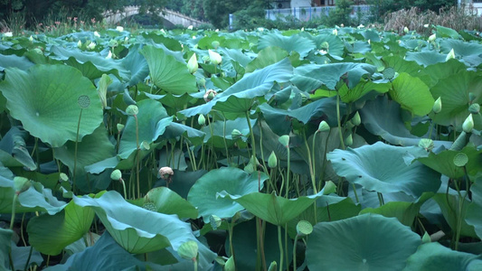 衡阳西湖公园荷塘白莲花视频