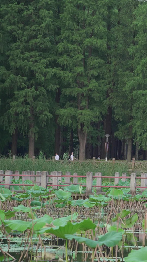 航拍城市夏天荷塘荷叶荷花凉亭湖景素材夏天素材50秒视频