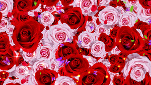 4K玫瑰花背景素材30秒视频