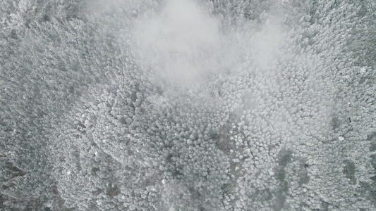 高山森林雪景航拍视频