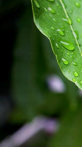 秋天雨水寒露树叶上的水滴水龙头视频