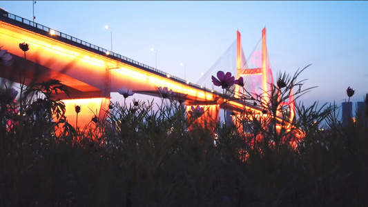 城市夜景桥梁低角度花丛视频