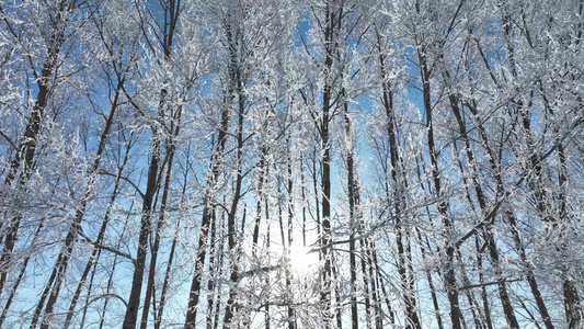 雾凇雪松树林树挂冬日阳光视频