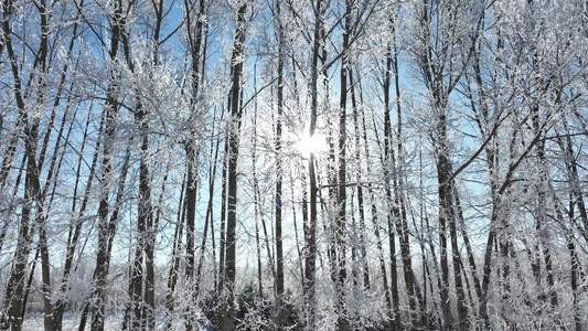 雾凇雪松树林树挂冬日阳光视频