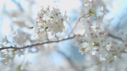 随风飘动的樱花花瓣和蜜蜂视频