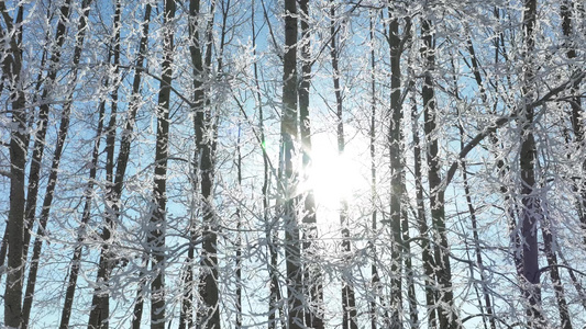 雾凇雪松树林树挂冬日阳光视频
