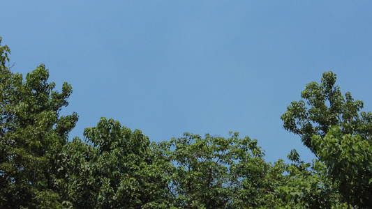 夏日蓝天风吹树枝树叶夏日风景实拍视频