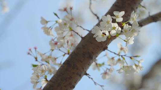 合集蜜蜂在樱花花瓣中视频