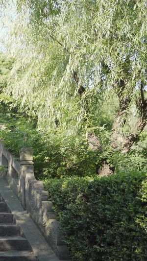 公园阳光下的桥和绿树三伏天33秒视频
