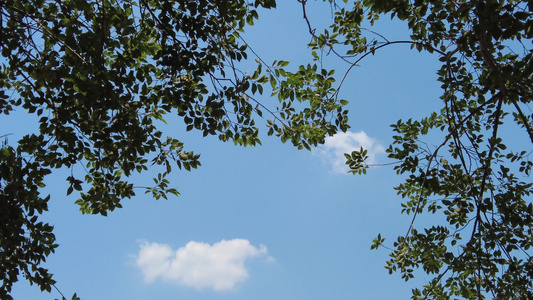 夏日蓝天风吹树枝树叶夏日风景实拍视频