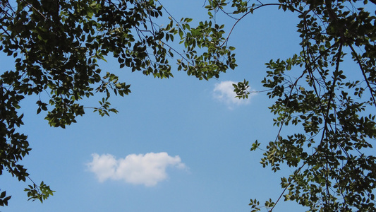 夏日蓝天风吹树枝树叶夏日风景实拍视频