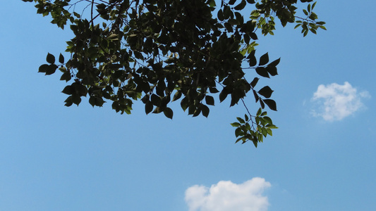 夏日蓝天风吹树枝树叶夏日风景实拍视频