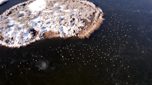 内蒙古大黑河冬季冰雪河水树木麻鸭景观视频