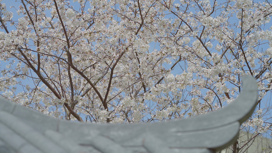 亭子的一角和许多樱花树视频