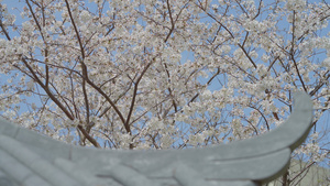 亭子的一角和许多樱花树16秒视频