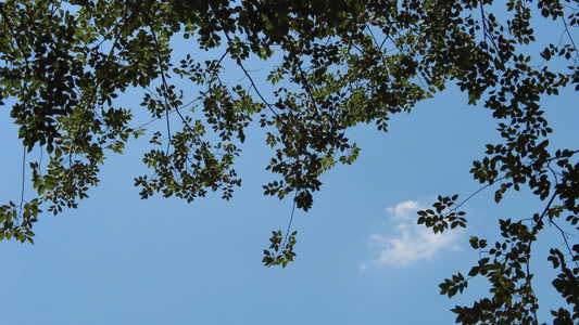 夏日蓝天风吹树枝树叶夏日风景实拍视频
