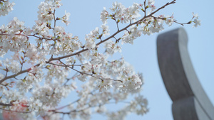 一枝伸向亭子的樱花在风中摇动26秒视频